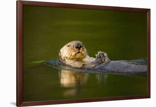 Sea Otter in Afognak Bay at Kodiak Island-Paul Souders-Framed Photographic Print