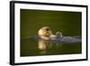 Sea Otter in Afognak Bay at Kodiak Island-Paul Souders-Framed Photographic Print