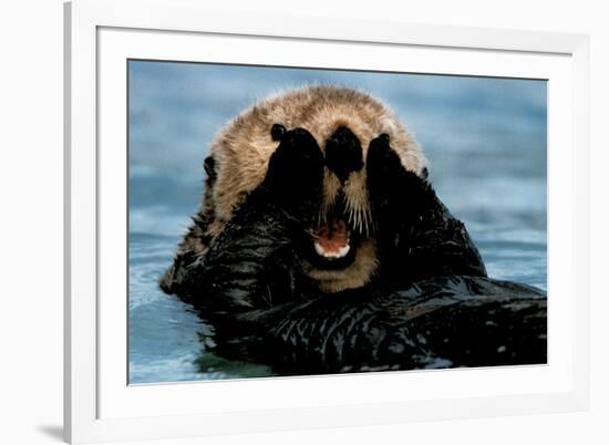 Sea Otter (In Water)-null-Framed Photo