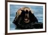 Sea Otter (In Water)-null-Framed Photo