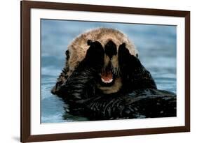 Sea Otter (In Water)-null-Framed Photo