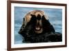 Sea Otter (In Water)-null-Framed Photo