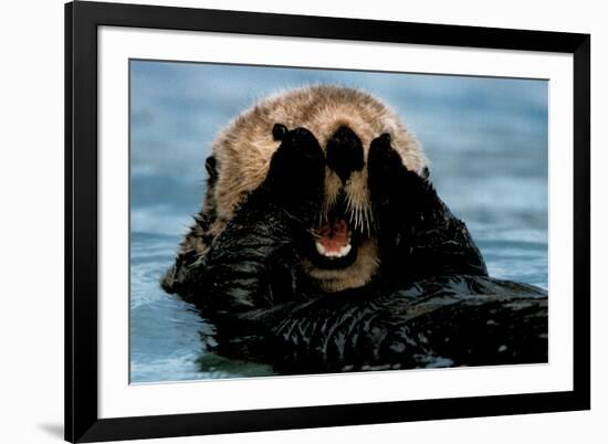 Sea Otter (In Water)-null-Framed Photo