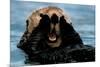 Sea Otter (In Water)-null-Mounted Photo