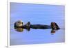 Sea Otter Relaxing-Lantern Press-Framed Art Print