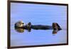 Sea Otter Relaxing-Lantern Press-Framed Art Print