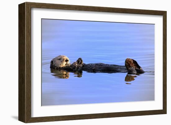 Sea Otter Relaxing-Lantern Press-Framed Art Print