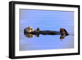 Sea Otter Relaxing-Lantern Press-Framed Art Print