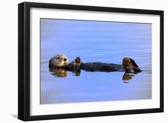 Sea Otter Relaxing-Lantern Press-Framed Art Print