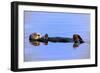Sea Otter Relaxing-Lantern Press-Framed Art Print