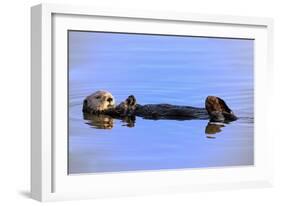 Sea Otter Relaxing-Lantern Press-Framed Art Print