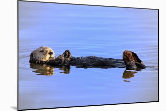 Sea Otter Relaxing-Lantern Press-Mounted Art Print