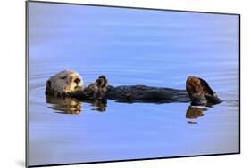 Sea Otter Relaxing-Lantern Press-Mounted Art Print