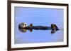 Sea Otter Relaxing-Lantern Press-Framed Premium Giclee Print