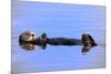 Sea Otter Relaxing-Lantern Press-Mounted Premium Giclee Print