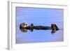 Sea Otter Relaxing-Lantern Press-Framed Art Print