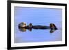 Sea Otter Relaxing-Lantern Press-Framed Art Print