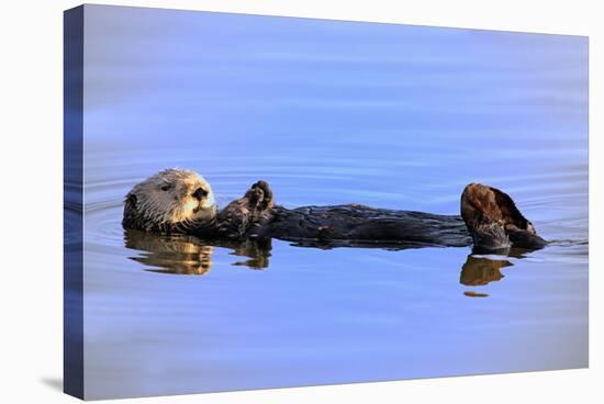 Sea Otter Relaxing-Lantern Press-Stretched Canvas