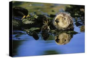 Sea Otter Resting in Kelp Bed-null-Stretched Canvas