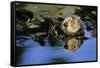 Sea Otter Resting in Kelp Bed-null-Framed Stretched Canvas
