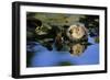 Sea Otter Resting in Kelp Bed-null-Framed Photographic Print