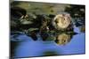 Sea Otter Resting in Kelp Bed-null-Mounted Photographic Print