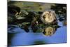 Sea Otter Resting in Kelp Bed-null-Mounted Photographic Print