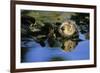 Sea Otter Resting in Kelp Bed-null-Framed Photographic Print