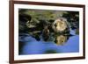 Sea Otter Resting in Kelp Bed-null-Framed Photographic Print