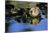 Sea Otter Resting in Kelp Bed-null-Mounted Photographic Print