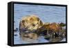 Sea Otter Resting in Kelp-null-Framed Stretched Canvas