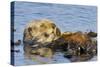 Sea Otter Resting in Kelp-null-Stretched Canvas