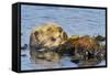 Sea Otter Resting in Kelp-null-Framed Stretched Canvas