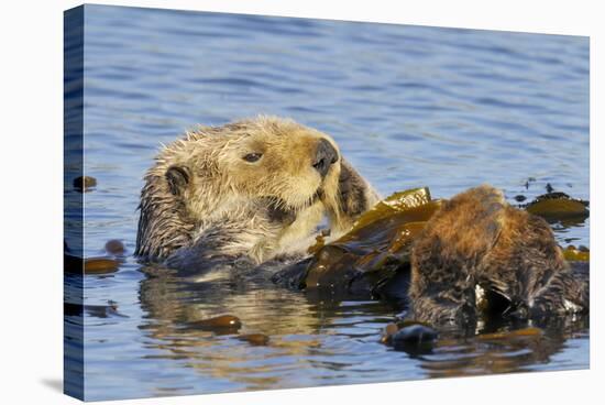 Sea Otter Resting in Kelp-null-Stretched Canvas