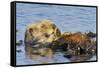 Sea Otter Resting in Kelp-null-Framed Stretched Canvas