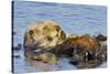 Sea Otter Resting in Kelp-null-Stretched Canvas