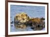 Sea Otter Resting in Kelp-null-Framed Photographic Print