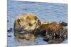 Sea Otter Resting in Kelp-null-Mounted Photographic Print