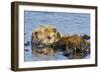 Sea Otter Resting in Kelp-null-Framed Photographic Print