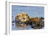 Sea Otter Resting in Kelp-null-Framed Photographic Print