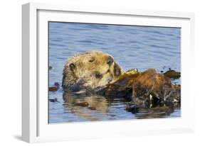 Sea Otter Resting in Kelp-null-Framed Photographic Print