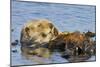 Sea Otter Resting in Kelp-null-Mounted Photographic Print