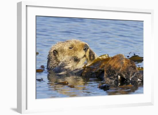 Sea Otter Resting in Kelp-null-Framed Photographic Print