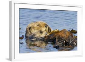 Sea Otter Resting in Kelp-null-Framed Photographic Print