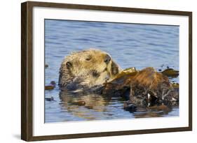 Sea Otter Resting in Kelp-null-Framed Photographic Print