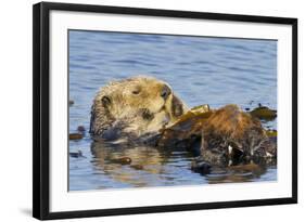 Sea Otter Resting in Kelp-null-Framed Photographic Print