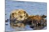 Sea Otter Resting in Kelp-null-Mounted Photographic Print