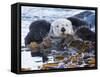 Sea Otter, San Luis Obispo County, California, USA-Cathy & Gordon Illg-Framed Stretched Canvas