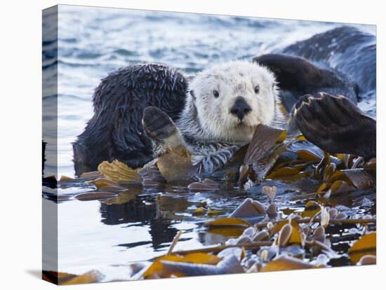 Sea Otter, San Luis Obispo County, California, USA-Cathy & Gordon Illg-Stretched Canvas