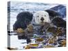 Sea Otter, San Luis Obispo County, California, USA-Cathy & Gordon Illg-Stretched Canvas